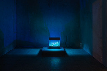 Jonas Brinker: Untitled (Spectators) Steel, glass, UVC-light, computer, phosphorescent rocks (Franklin, NJ), 75 x 75 cm, 2023